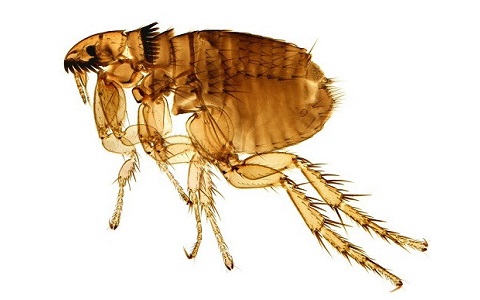 Ejemplar adulto de pulga - Ctenocephalides sp